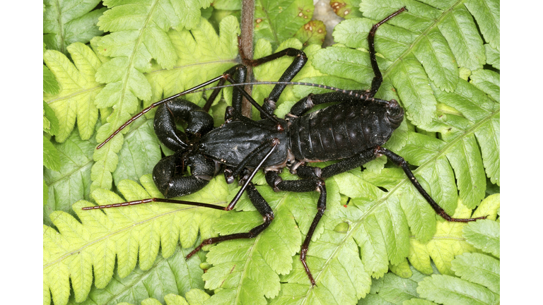 Whip Scorpion, Uroproctus assamensis. A rare order of arachnids called Uropygids. also called Vinegarones as they let out a substance which smell like vinegar when threatened . Arunachal Pradesh. India"n