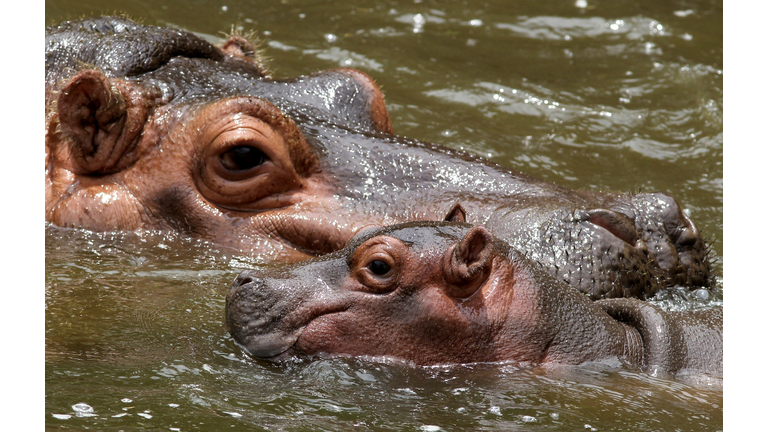 MEXICO-ANIMAL-ZOO-HIPPO