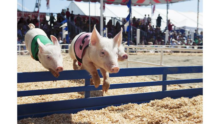 Pig race at the fair