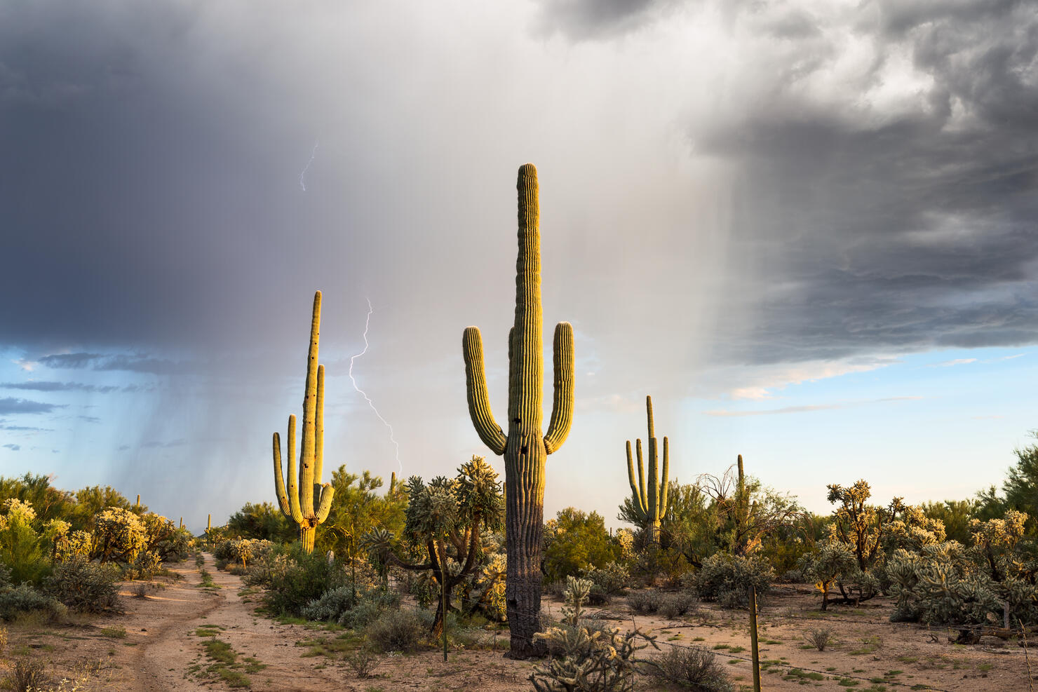 Arizona desert landscape