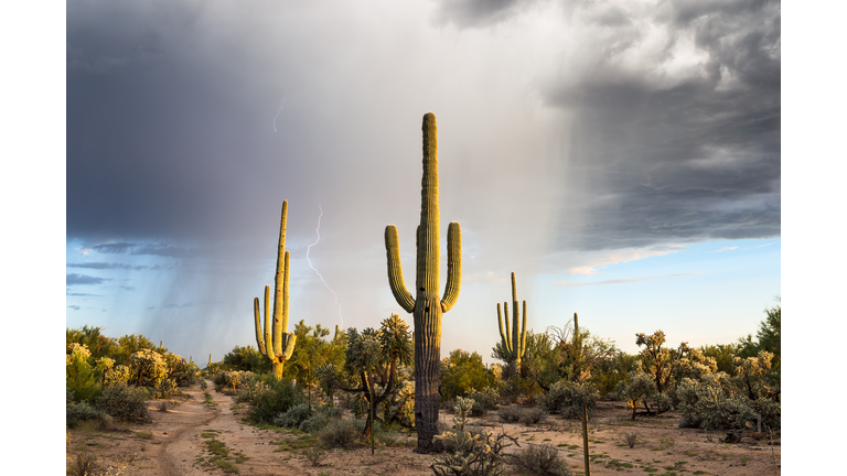 Arizona desert landscape