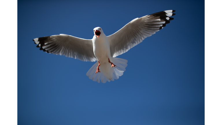 Angry Seagull