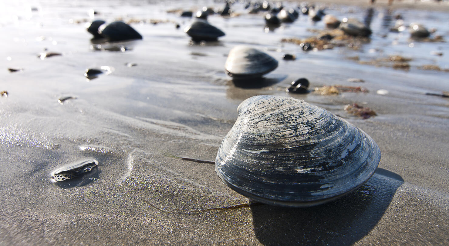 Clams on the Beach