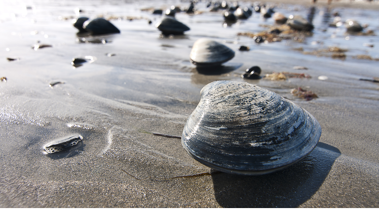 Clams on the Beach