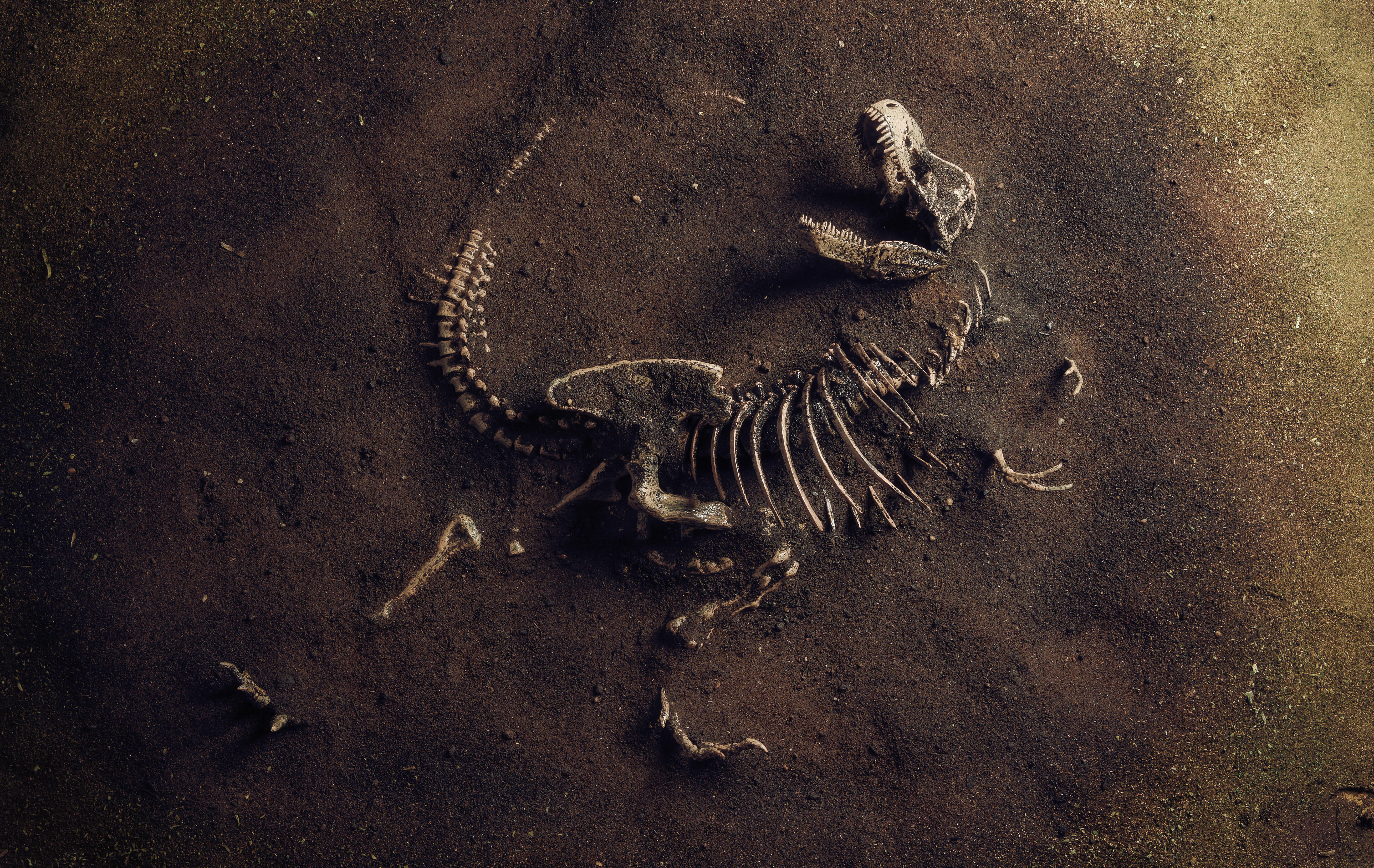 Около 2 6 лет назад. Меловое-Палеогеновое вымирание. Тираннозавр окаменелость. Вымирание динозавров. Кости вымерших динозавров.