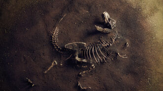 Fossils & Folklore