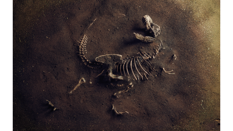 Dinosaur Fossil (Tyrannosaurus Rex) Found by Archaeologists