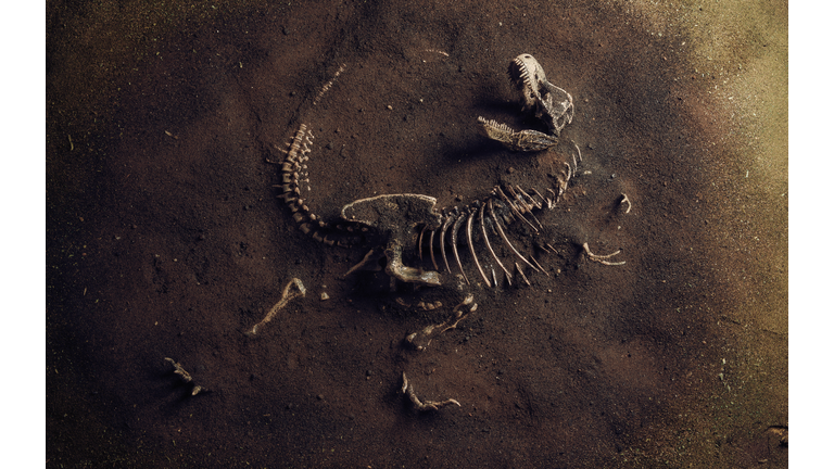 Fossils & Folklore