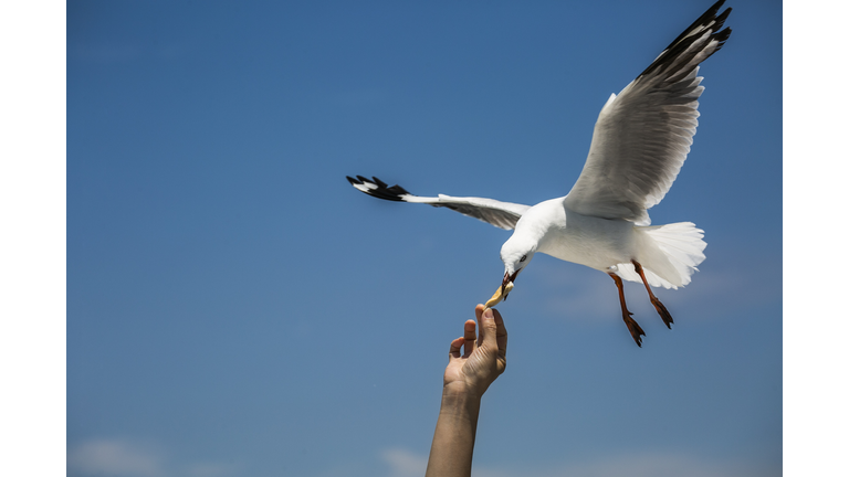 Close-Up Of Hand Feeding Bird Against Sky