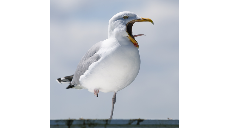 GERMANY-ANIMALS-SEAGULL