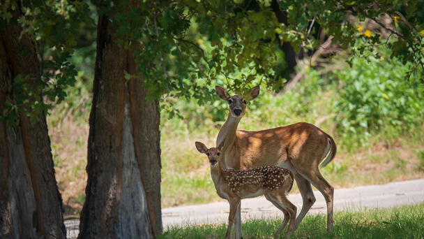 Kent County task force to examine deer population 