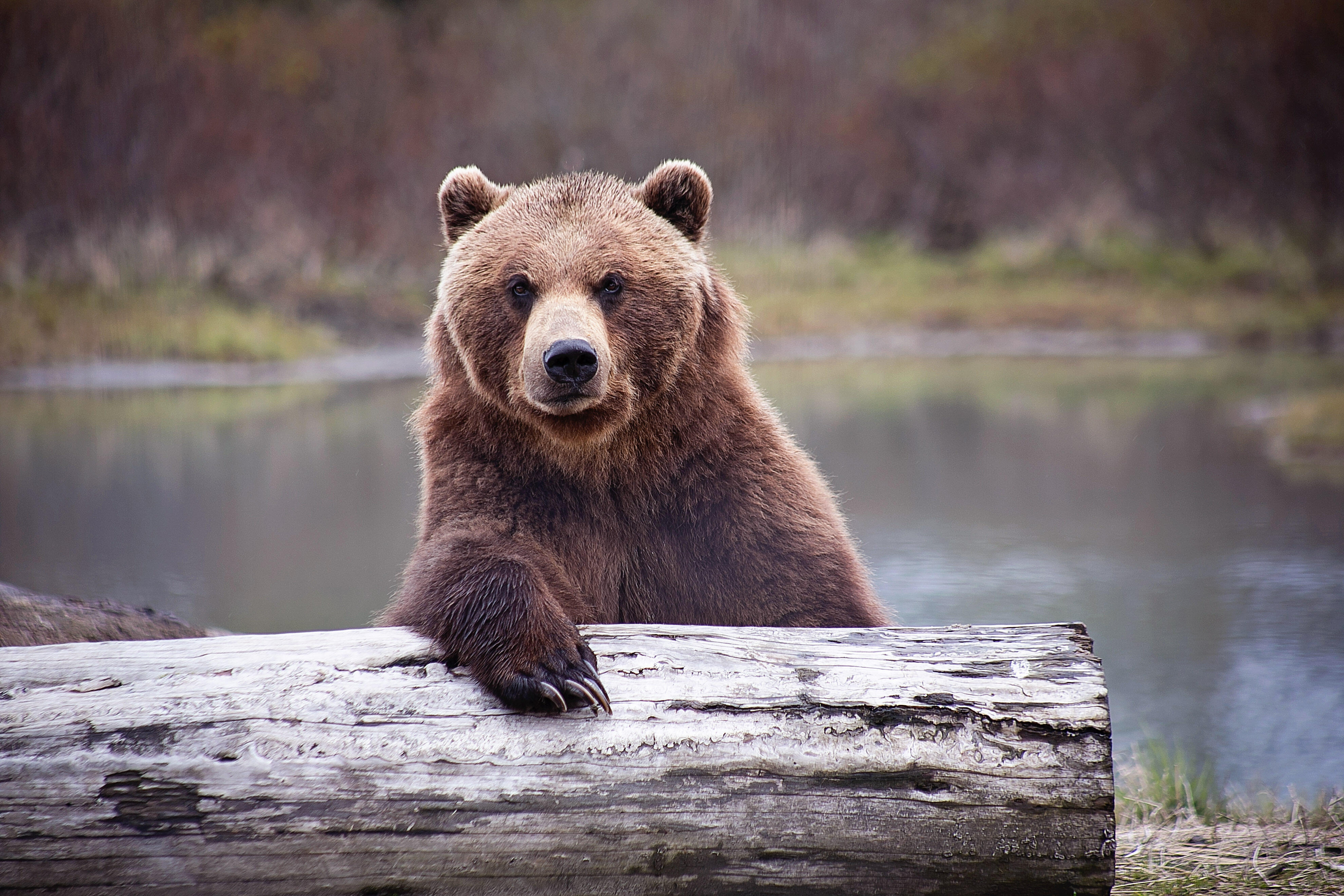 Бурый медведь приспособления. Интересные факты о медведях. Любопытный мишка. Интересные факты о буром медведе. Аляска медведи.