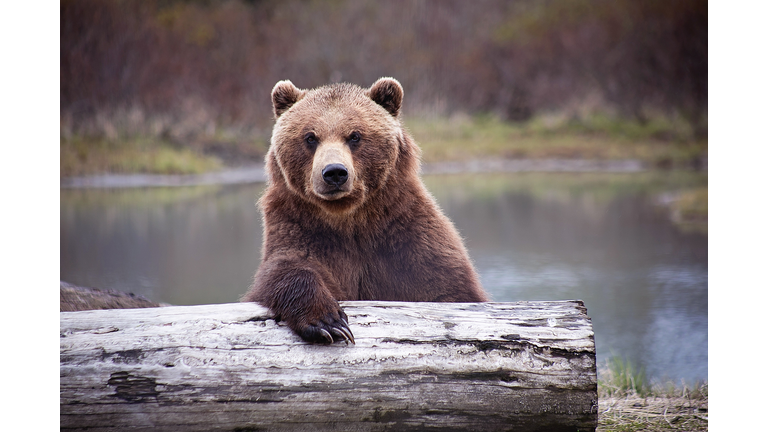 Bear Walks Into A Bar