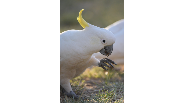 Sulphur-crested cockatoos