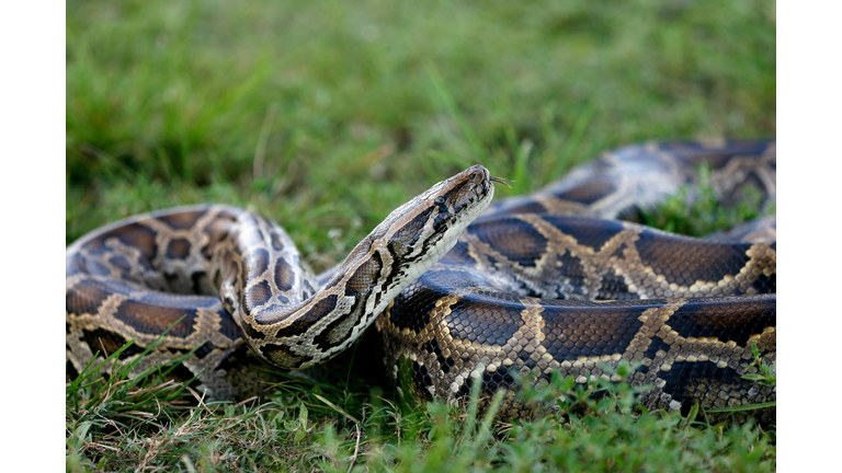 US-ENVIRONMENT-SNAKES-FLORIDA-OFFBEAT