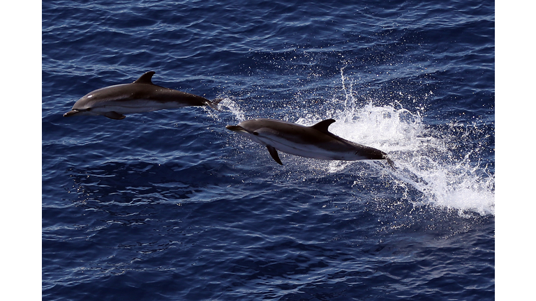 FRANCE-ANIMALS-SEA