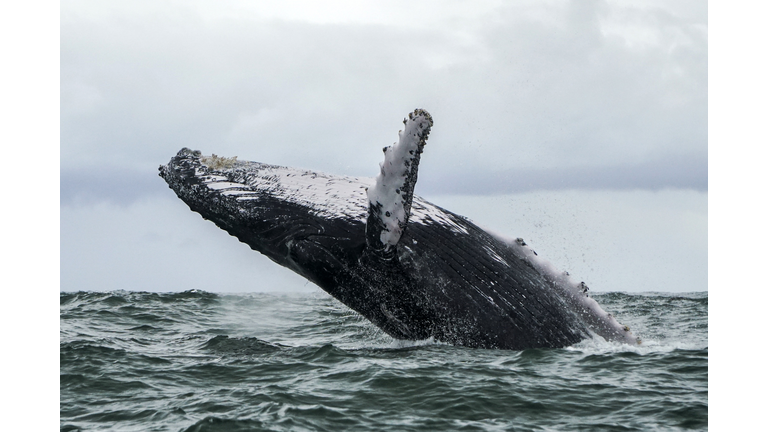 COLOMBIA-WILDLIFE-WHALE