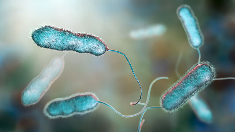 Legionella pneumophila bacterium, the causative agent of Legionnaire's disease