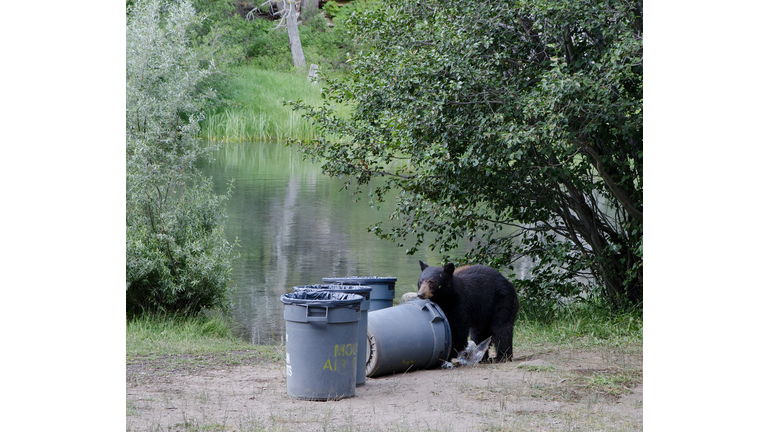 Hungry black bear