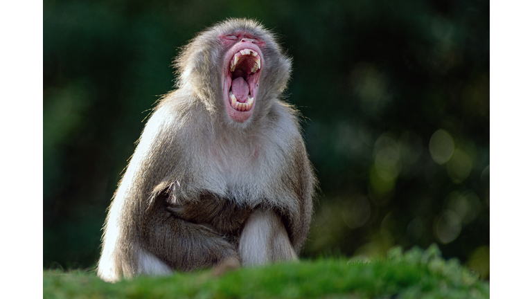 Close-up of monkey yawning outdoors