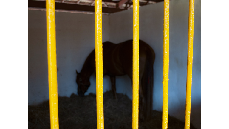 Horse inside a cage eating