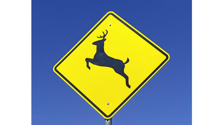 Deer crossing warning sign on road