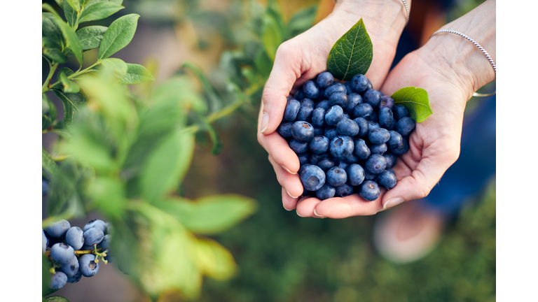 Modern woman working and picking blueberries on a organic farm - woman power business concept.