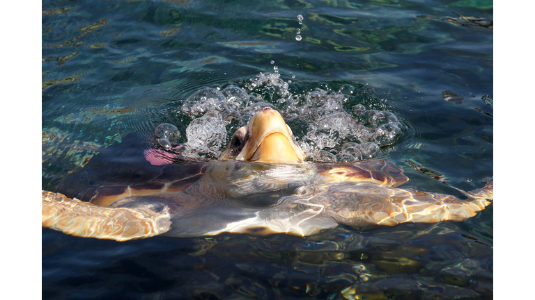 FRANCE-ENVIRONMENT-ANIMAL-TURTLE-MARINELAND