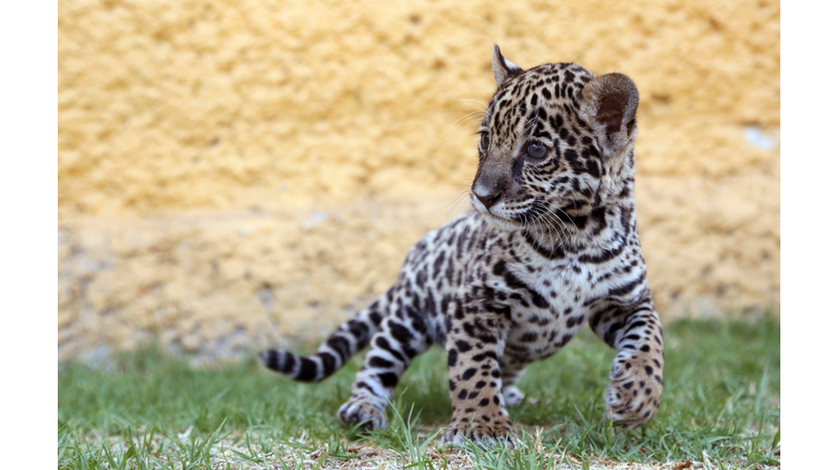 PANTHER-CUB