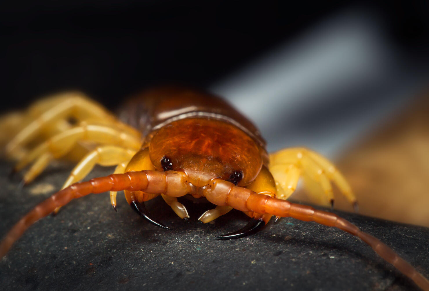 centipede (Scolopendra sp.) sleeping on a mossy tree in tropical rainforest.