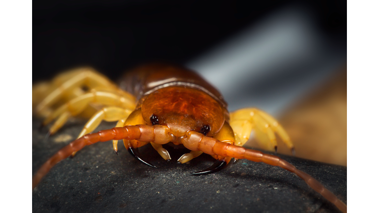 centipede (Scolopendra sp.) sleeping on a mossy tree in tropical rainforest.