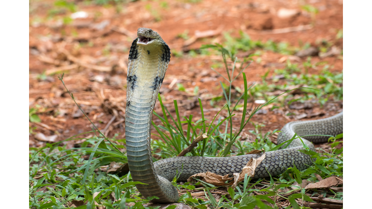 The faces of king cobra (Ophiophagus hannah), venomous snake