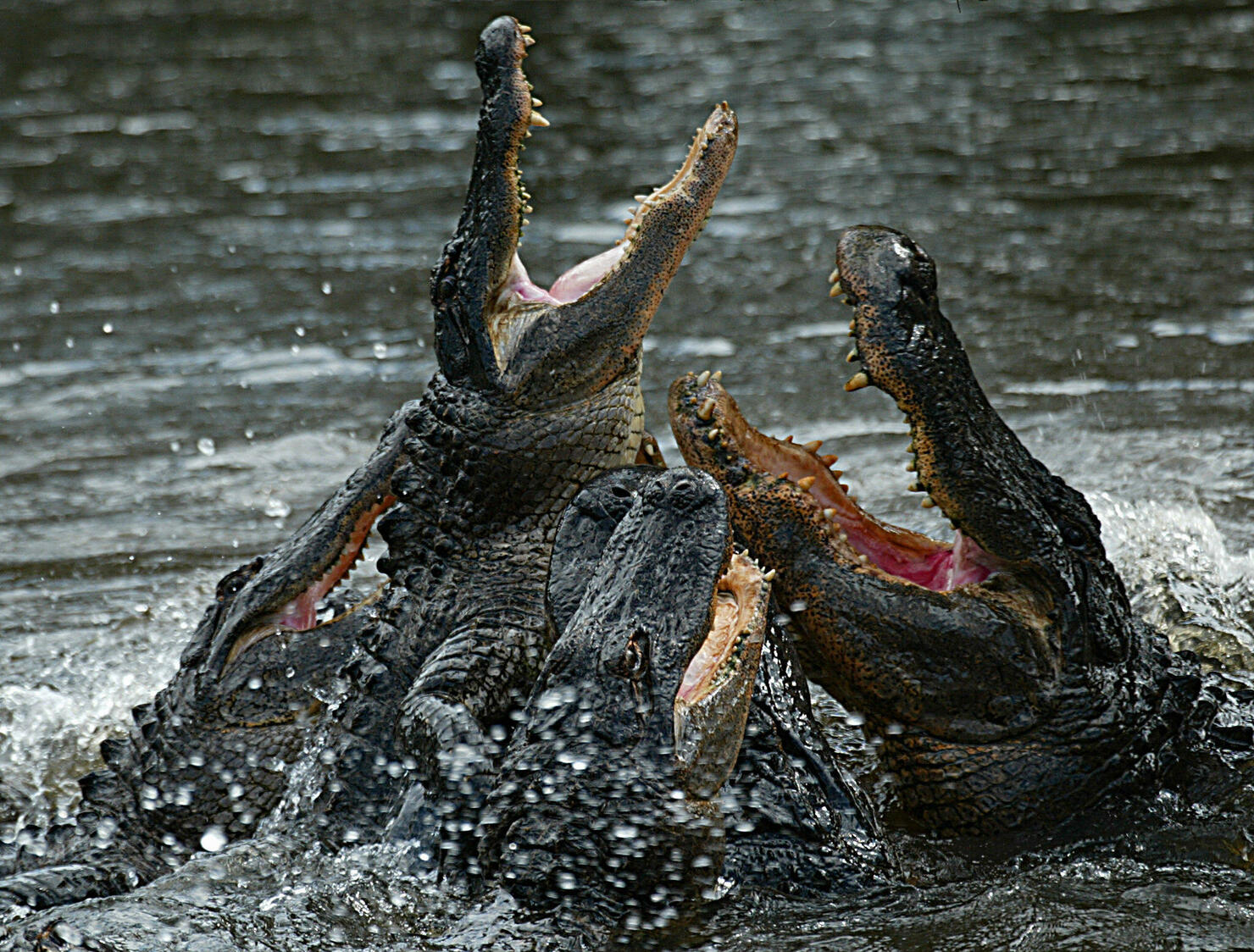 American alligators (Alligator mississip