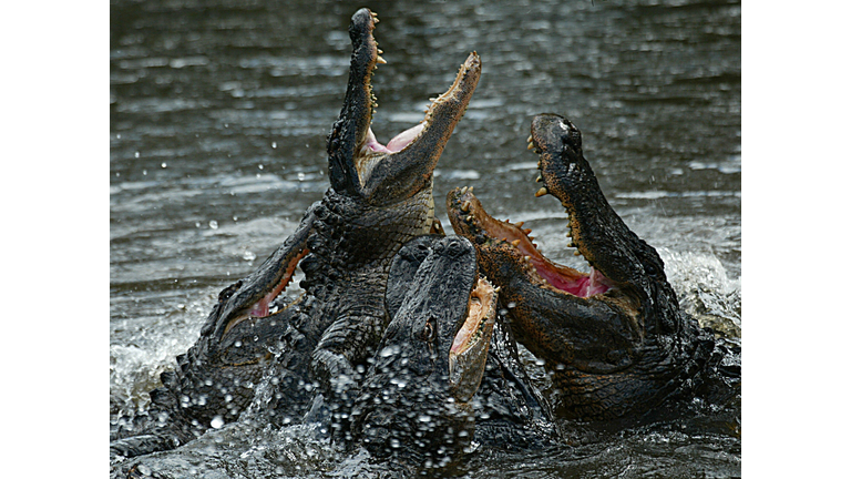 American alligators (Alligator mississip