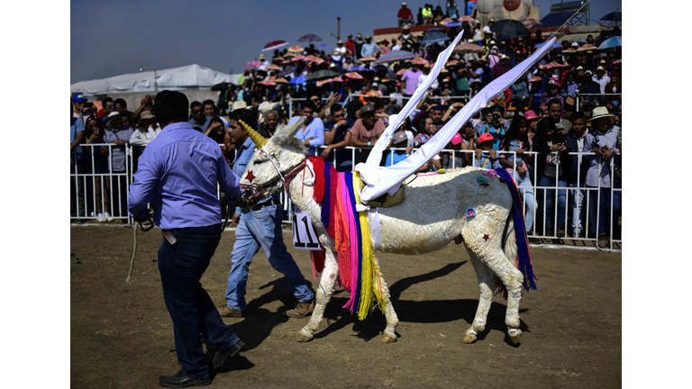 Make-A-Wish Gives Girl Battling Brain Cancer Visit With Magical Unicorn