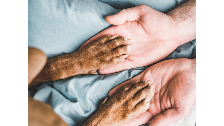 Man's hands holding paws of a young puppy