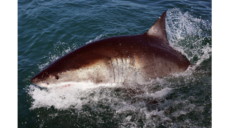 Cage Diving With Great White Sharks In South Africa