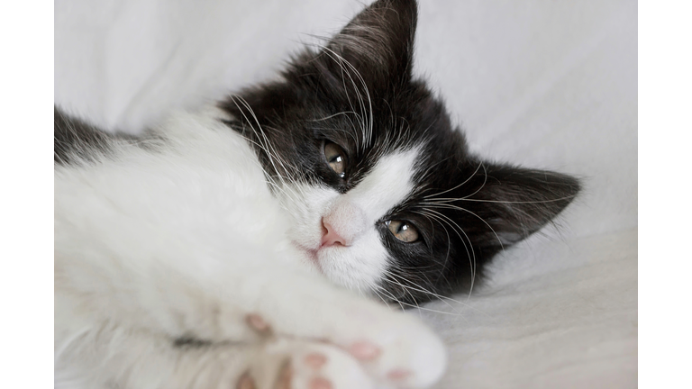 portrait of cute sleepy tuxedo cat kitten on white blanket