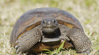 Giant Tortoises Are On The Loose In Texas