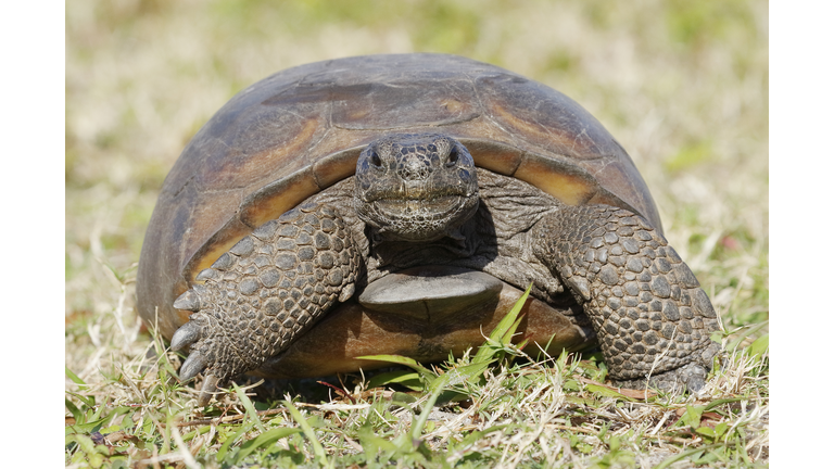 Endangered Gopher Tortoise - Florida