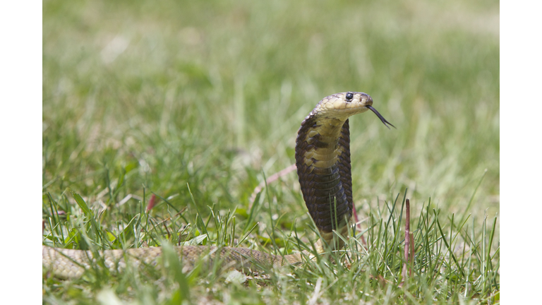 Cobra