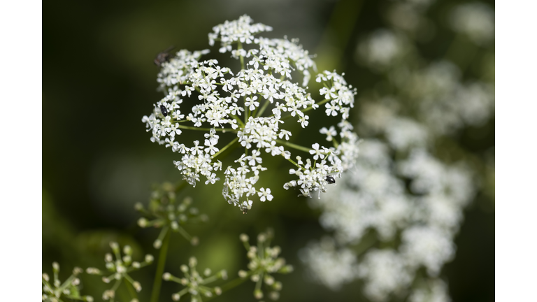 Hemlock grows in a field