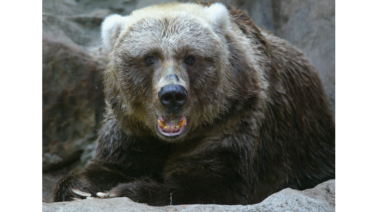 Watch as a Giant Bear Casually Walks Past Tourists