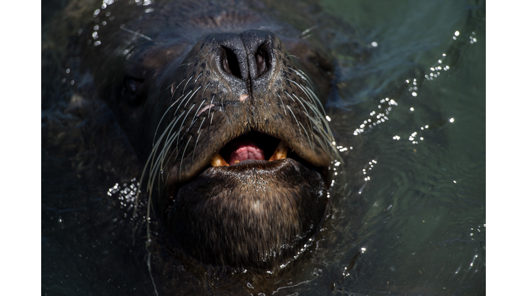 Strangers Come Together to Rescue a Sea Lion Wrapped Up In Fishing Nets