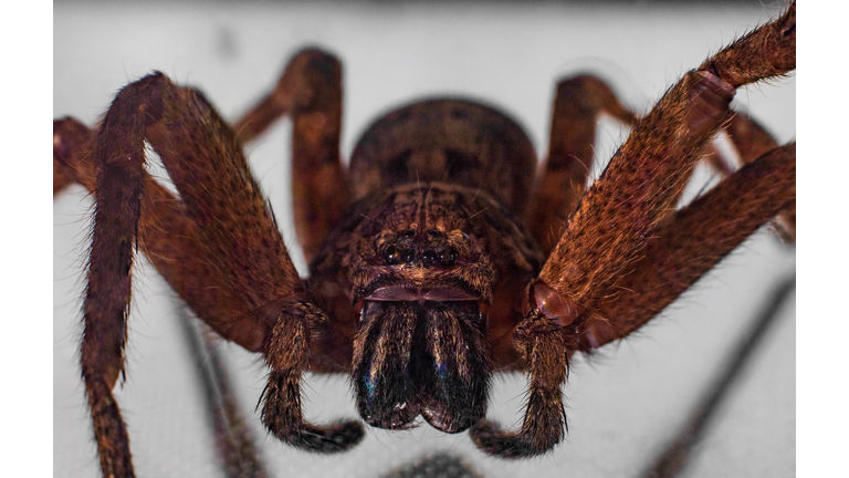 Macro photography of a large Huntsman Spider caught in my sons bedroom on the wall in Sydney Australia