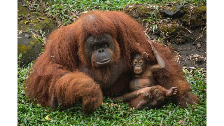 INDONESIA-ANIMAL