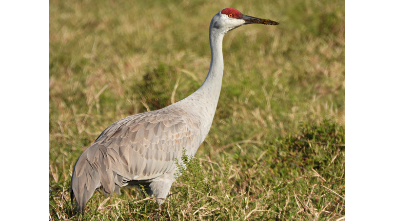 Sandhill Crane (Grus Canadensis) in a field