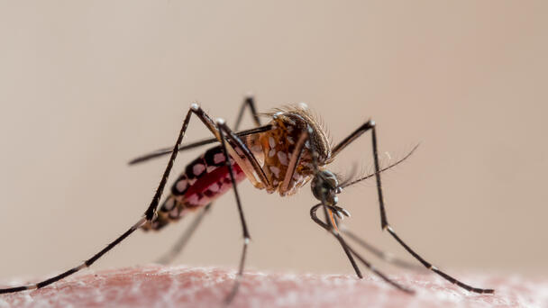 Mosquito Population Boom Expected After Mild Winter in Michigan