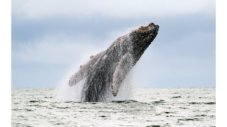 COLOMBIA-WILDLIFE-WHALE-URAMBA BAHIA MALAGA