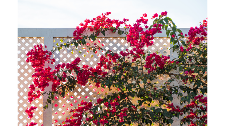 Fence with Bougainvillea